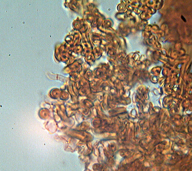 Altri funghi dal mio giardino